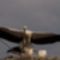 Gólyafióka első szárnycsapásai 2011.július 14-én