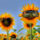 Inkognitoban_vagyunk__were_incognito__1196049_4056_t