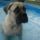 Httpwwwfacebookcompagesbonzothebullmastiff203043476398551_2_1197837_1359_t