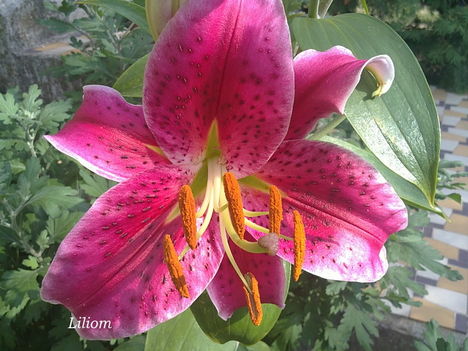 Liliom