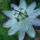 Passiflora_gritensis_1197285_5543_t