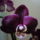 Nyar___3_1198567_7565_t