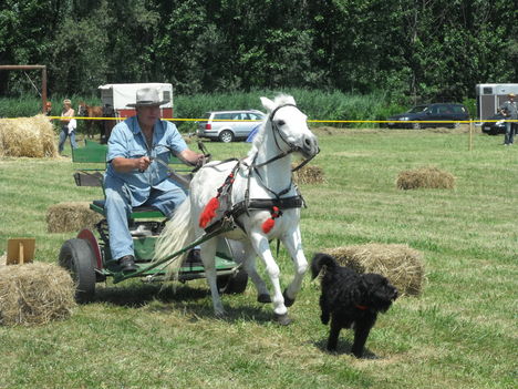 2011lókötők 8