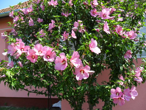 Hibiszkusz