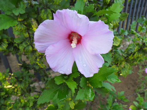 Hibiszkusz