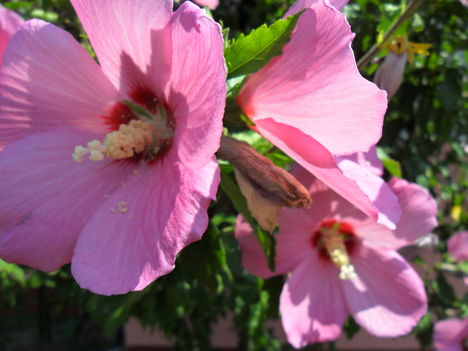 Hibiszkusz