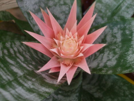 Aechmea