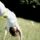Capoeira_by_artofrosa_1109200_6798_t
