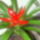 Guzmania-001_119563_62968_t