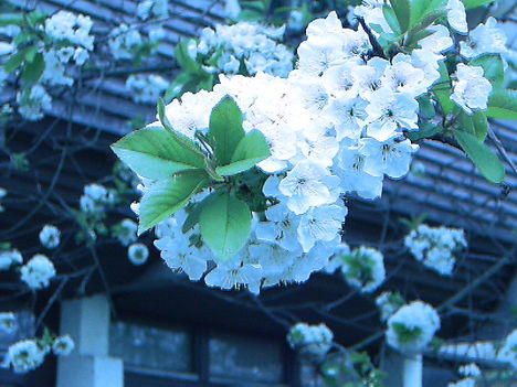 IMAG0006