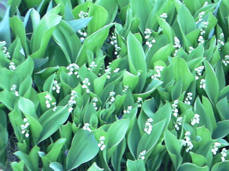 IMAG0009