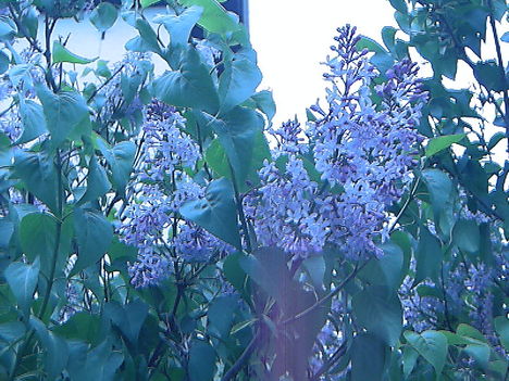 IMAG0017