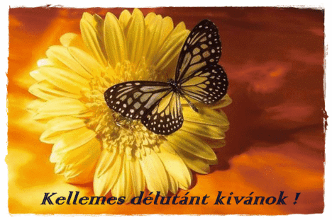 Kellemes délutánt kívánok!