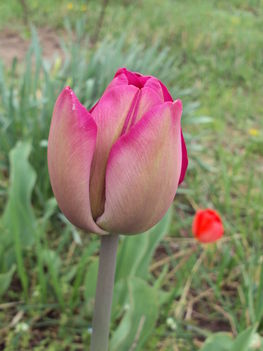 kertünkből 2011