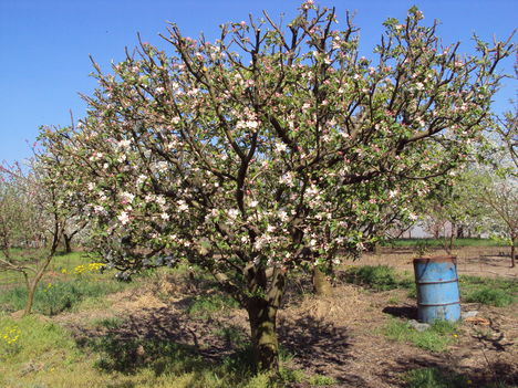 kertünkből 2011