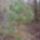Kis_fenyo_119385_25245_t
