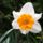 Narcisz-001_1019429_3799_t