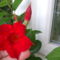 piros virág