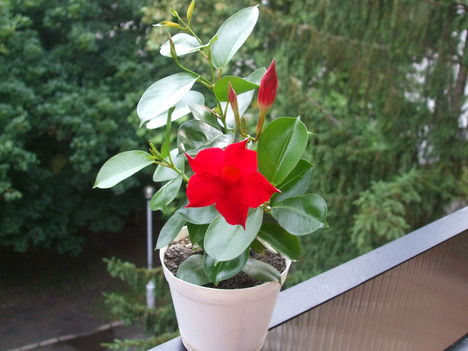 piros virág