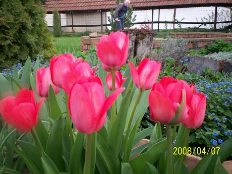 rózsaszínű tulipán
