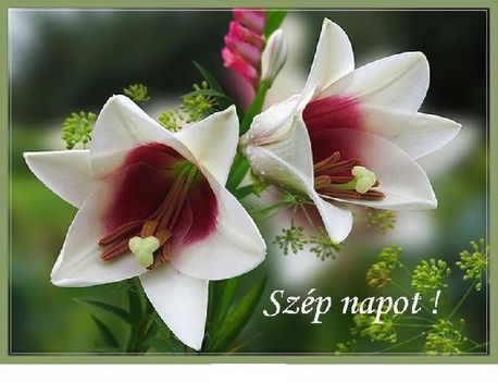 Szép napot1