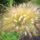 Tollborzfu_1019412_6342_t