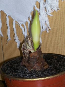 Amaryllis bimbó