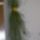 Aszparagusz_1001327_9151_t