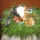 Aztali_disz_1001363_6688_t