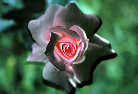 black-pink-rose