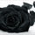 Blackrose-003_11204_333029_t