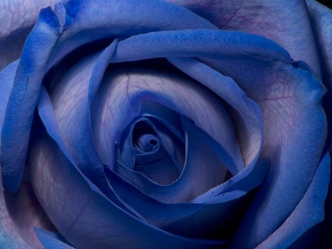 Blue Rose