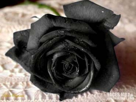Kedvenc Virágom (BlackRose)