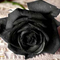 Kedvenc Virágom (BlackRose)