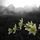 Komor_11398_954194_t