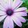 Lilavirag__11399_407124_t