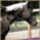 Lovas_kepeek_4_1001299_4157_t