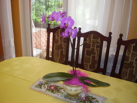  orchideám 