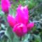 picture050egy száron négy tulipánt virág