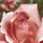 Rozsa-001_11171_297426_t