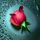 Rozsa_11155_610164_t