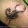Scorpi_img162796_green_scorpion_tattoo_b_1010145_6540_t