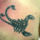 Skorpi_tattoo4you_it_1236083297_1010164_9915_t