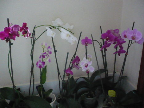 Virágzó Orchideáim együtt 2011.01.11