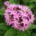 Egyiptomi_csillagvirag__pentas__1211150_9609_t