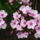 Langvirag_1211134_6420_t