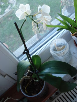 OBI-s fehér orchideám