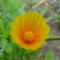 Virág 008 Kaliforniai mák