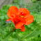 Virág 010 Piros gyömbérgyökér másodvirágzása
