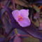 Virág 021 Bíborpletyka virága